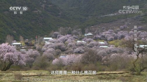 地理中国 《地理·中国》 20200817 植物传奇·雪域奇花