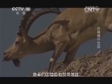 自然传奇 《自然传奇》 20140514 在黑暗中生存