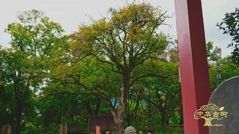 《中华古树》 阳山唐桂