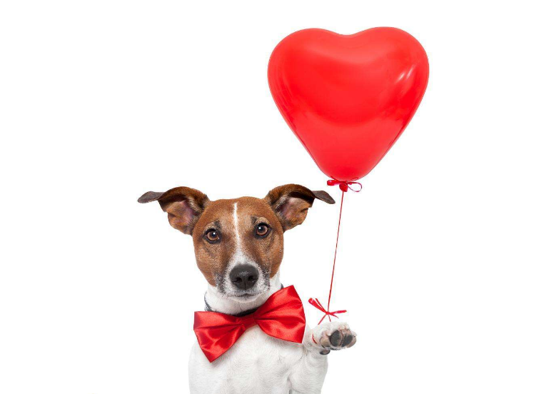 萌宠大乐斗263 遇到气球，智商就自动下线的喵星人！