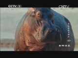 动物世界 《动物世界》 20141025 不好惹的大块头（四）