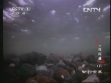 动物世界 《动物世界》 20130720 生死时速（下）