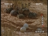 动物世界 《动物世界》 20121122 王者的秘密（二）