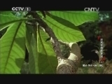 动物世界 《动物世界》 20140822 距离梦想有多远（三）
