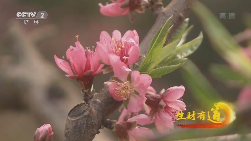 生财有道 《生财有道》 20220329 咱们家乡春天美——丹棱春意浓 花果富家乡