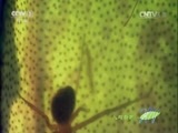 人与自然 《人与自然》 20150220 自然发现：我们的地球——丛林（下）