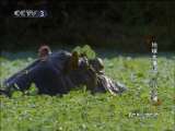 动物世界 动物世界 2010年 第149期