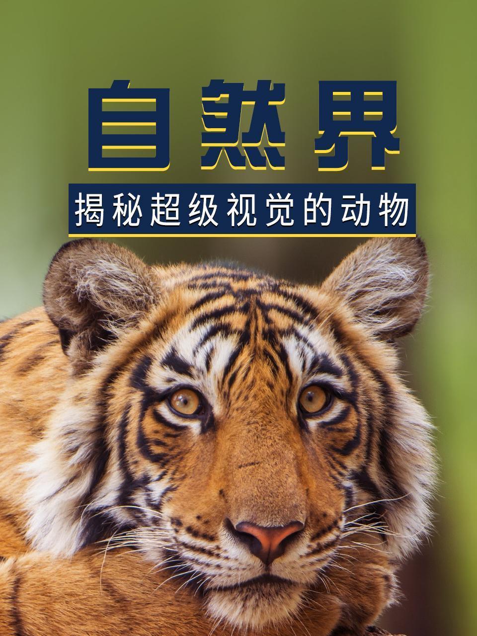 自然界：揭秘超级视觉的动物