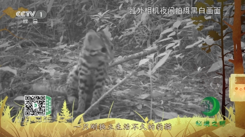 秘境之眼 《秘境之眼》 豹猫 20220408