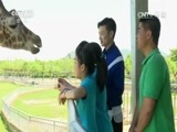 快乐体验 《快乐体验》 20170325 动物厨师