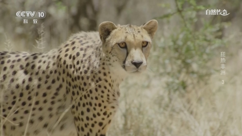 《自然传奇》 20260116 狂热非洲 3