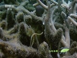 人与自然 《人与自然》 20150104 自然发现：蓝色星球——珊瑚之海（下）