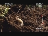 动物世界 《动物世界》 20140612 野性的呼唤（下）