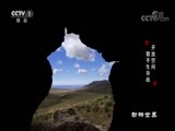 动物世界 《动物世界》 20171123 开放空间·猎手生存战