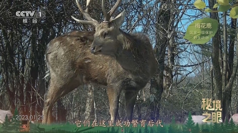 秘境之眼 《秘境之眼》 梅花鹿 20250118