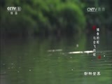 动物世界 《动物世界》 20170420 捕食的蛇与会飞的蛇
