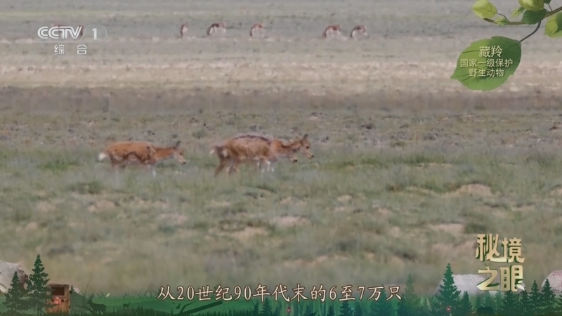秘境之眼 《秘境之眼》 藏羚 20251003