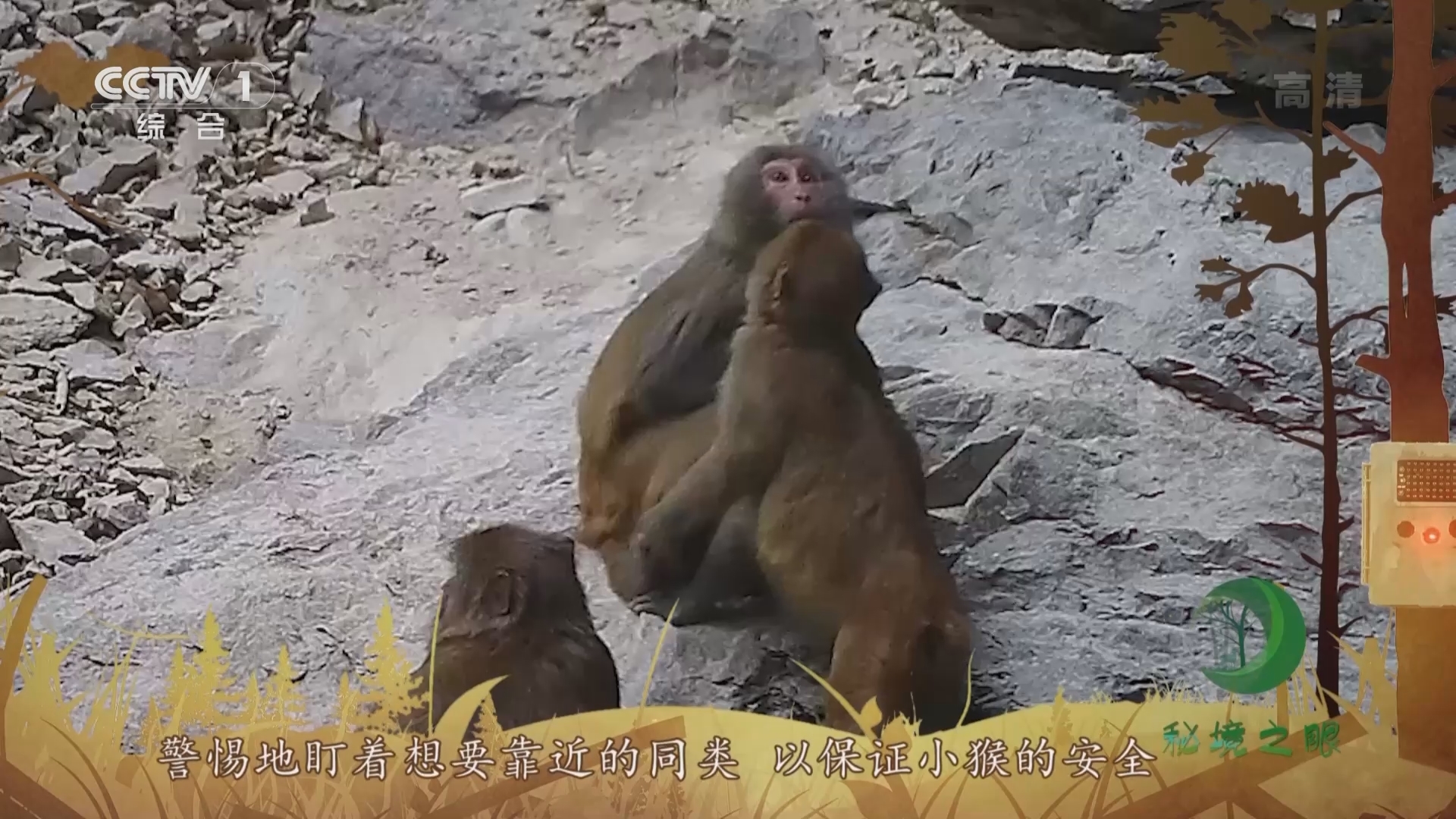 秘境之眼 《秘境之眼》 猕猴 20220327