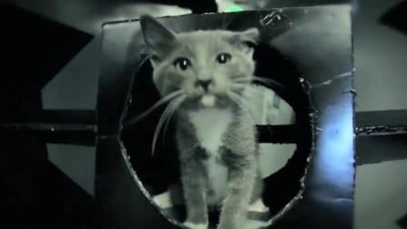 猫男AaronsAnimals 第一季 猫咪们的大战 没想到打得正嗨铲屎官就来了 32