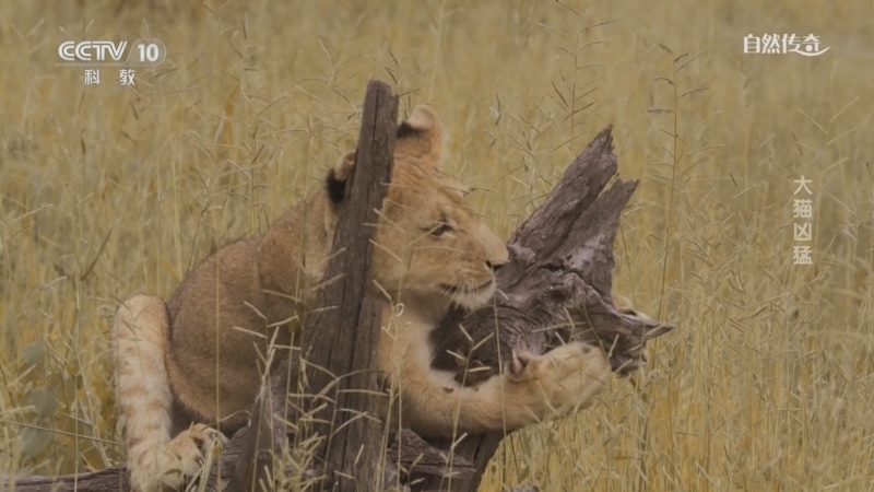 《自然传奇》 20260412 大猫凶猛