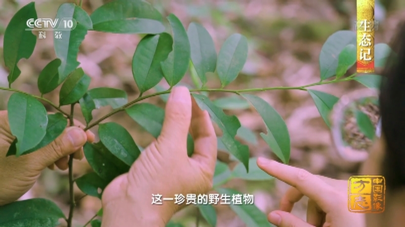 《中国影像方志》 第809集 广西上思篇