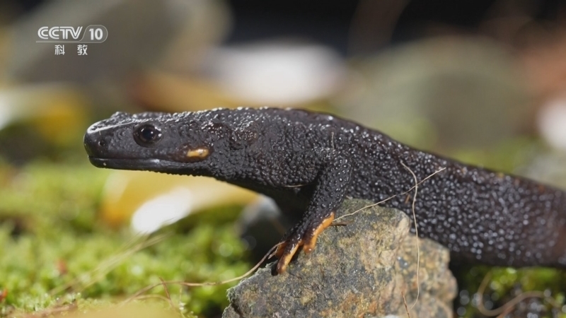 《创新进行时》 20251028 拯救“活化石”（二）