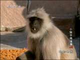 动物世界 动物世界 2010年 第181期