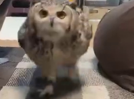 猫头鹰居然是大长腿