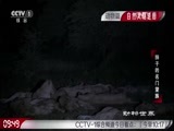 动物世界 《动物世界》 20161227 狮子的名门望族