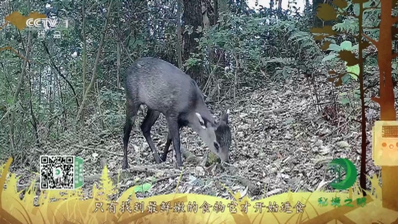 秘境之眼 《秘境之眼》 毛冠鹿 20220226