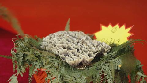 干巴菌同台竞技争“菌王” 云南人执念的“人间至味”