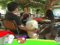 狗狗日记 第251天 乳牛牧场的聚会