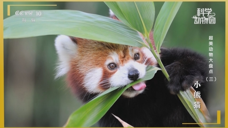《科学动物园》 20251013 超美动物大盘点（三）