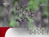 动物世界 《动物世界》 20180226 打造一只超级猫