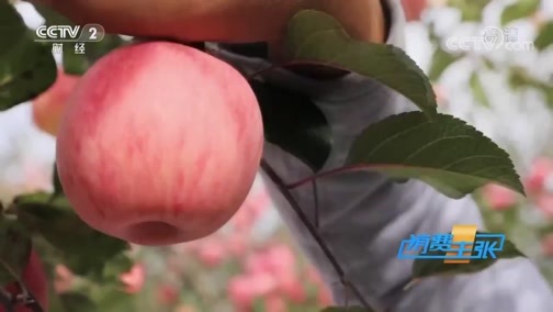 消费主张 《消费主张》 20191112 新苹果上市，价格走势如何？