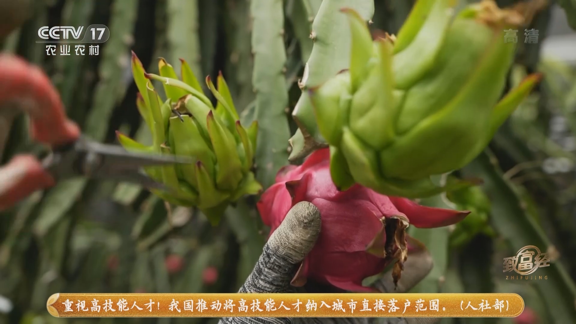 致富经 《致富经》 20220104 他让火龙果“四世同堂”