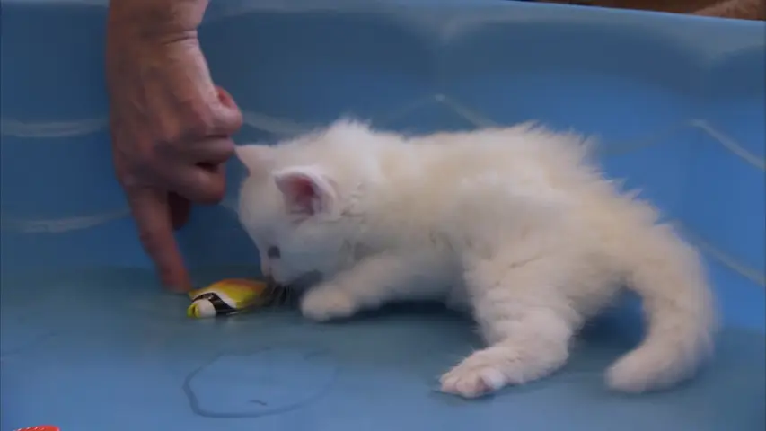 《萌宠成长记第三季》第4集