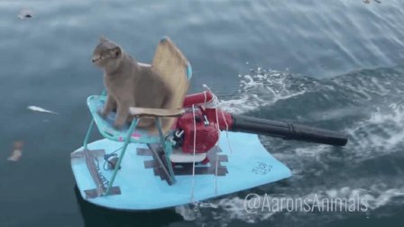 猫男AaronsAnimals 第一季 猫粮被凶悍的大鹅抢走 看猫咪怎么机智抢回来 20