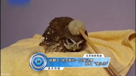 蓝天娱乐快报 2016 7月 萌翻天 俄罗斯的一只猫头鹰爱上