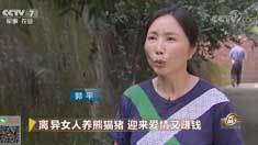 致富经 [致富经]离异女人养熊猫猪 迎来爱情又赚钱 20180815