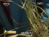 生财有道 《生财有道》 20151123 返乡创业系列：留学青年成就田园梦