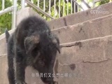 军事纪实 《军事纪实》 20180814 暑期特别节目 军犬“小黑”养成记