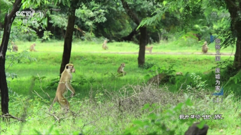 动物世界 《动物世界》 20201223 猕猴王国·废墟为家（上）