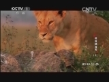动物世界 《动物世界》 20140302 超级捕食者（上）