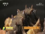 生财有道 《生财有道》 20180328 寻访粤菜美味财