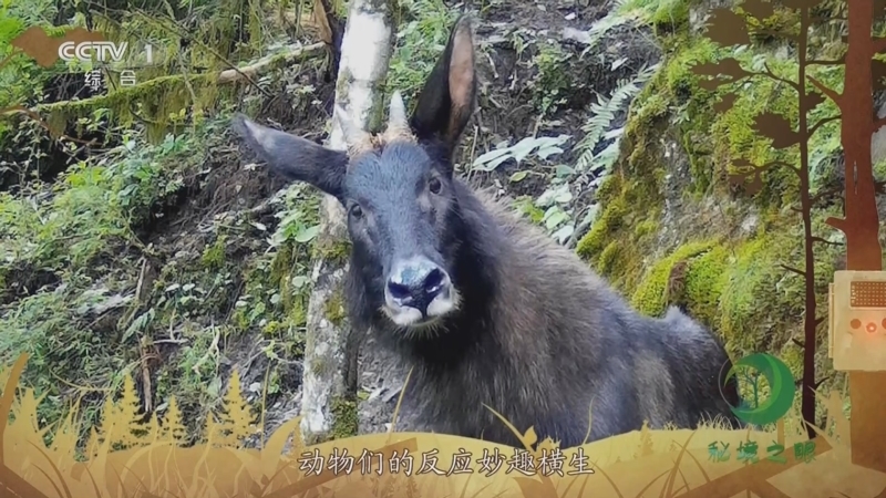 秘境之眼 《秘境之眼》 中华鬣羚/北豚尾猴/猞猁/藏狐 20231015