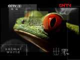 动物世界 《动物世界》 20110803