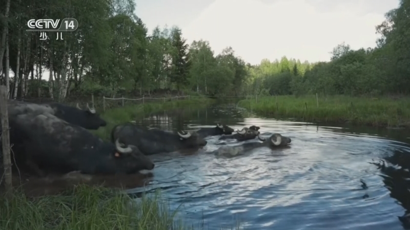 《智慧树》 20260313