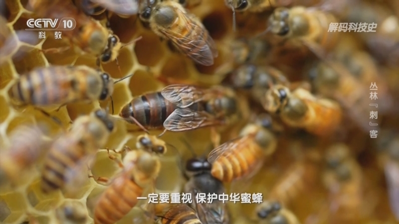 解码科技史 《解码科技史》 20231210 致命毒物——丛林“刺”客