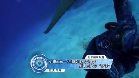 蓝天娱乐快报 2016 7月 失明鲨鱼一头撞碎潜水员面罩 潜水员大方
